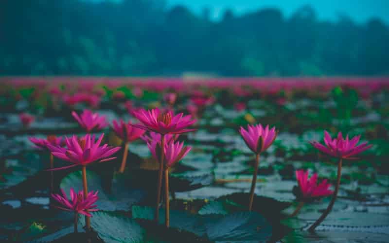 Thale Noi en Thaïlande, le paradis perdu