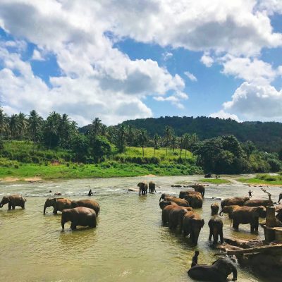 Pourquoi faut-il fuir les balades à dos d’éléphant en Thaïlande?